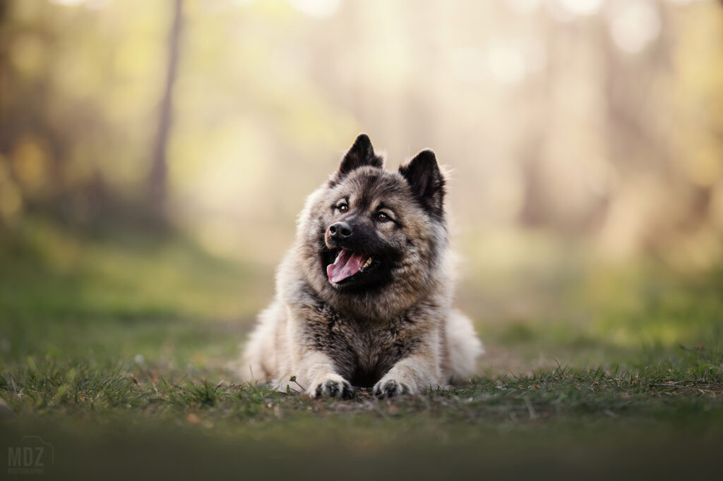 signaux d’apaisement chien